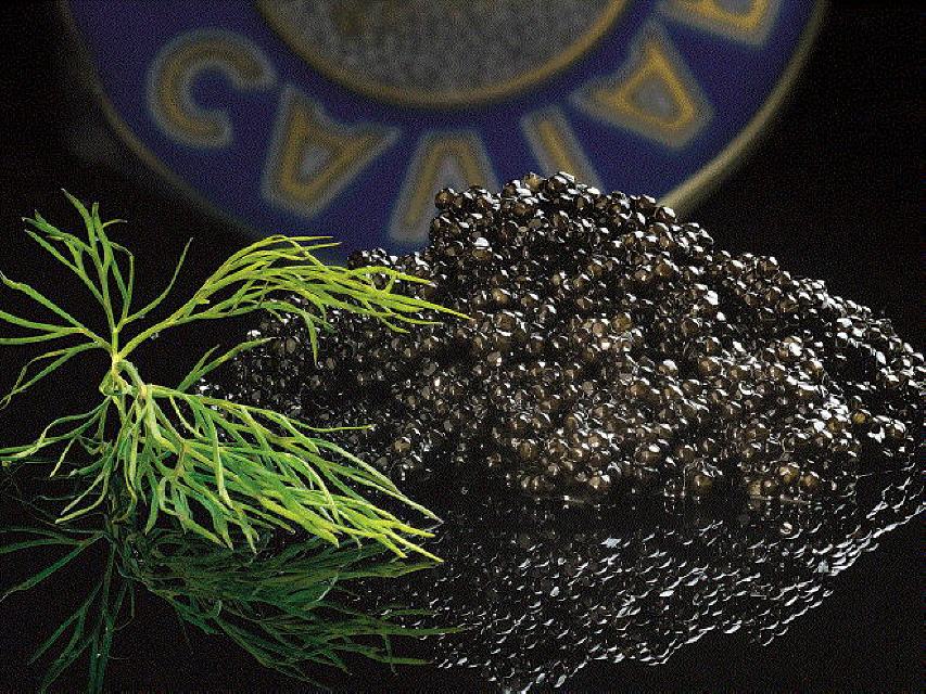 Österreichischer Kaviar aus Bergwasserzucht