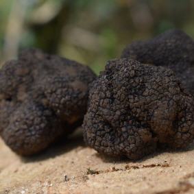 500g Perigord Trüffel